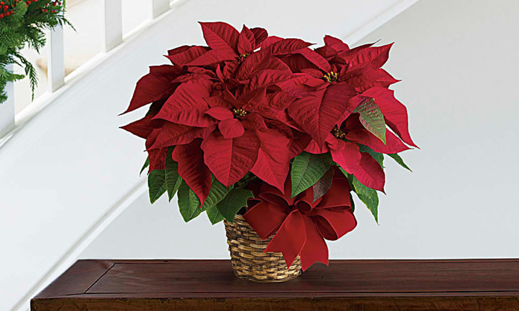 L’entretien du poinsettia