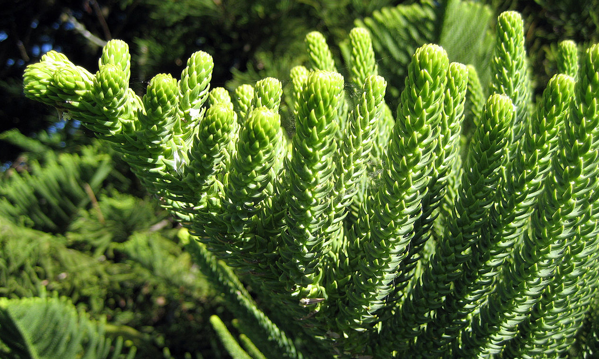 L’entretien Du Sapin De Norfolk