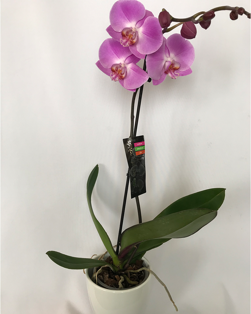 Orchidée Impériale