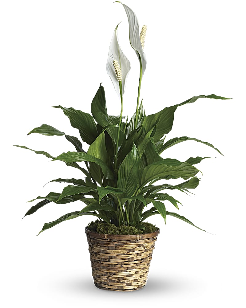 Spathiphyllum Petit