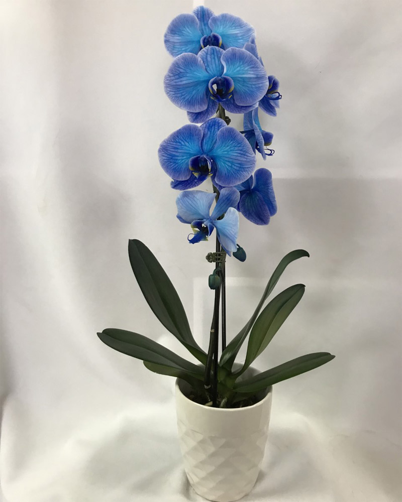 Orchidée Bleue