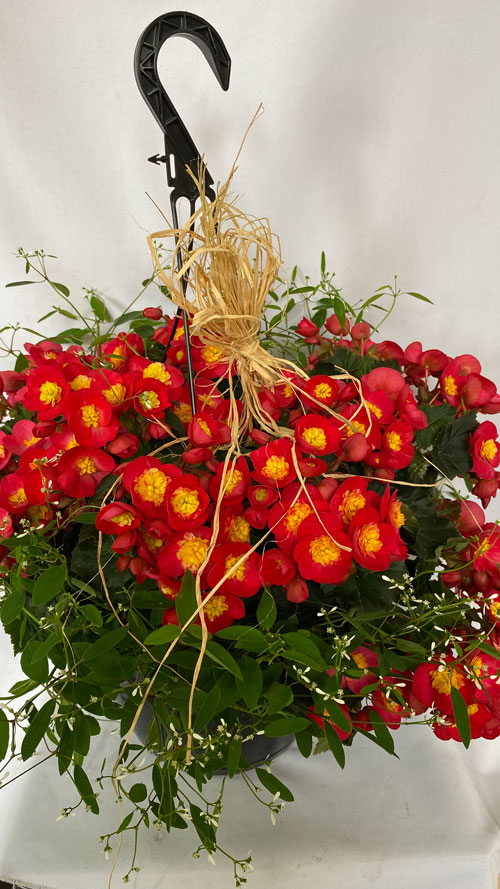 Jardinière Bégonia