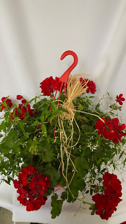 Jardinière Géranium Rouge