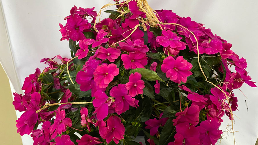 Jardinière Nouvelle Guinée