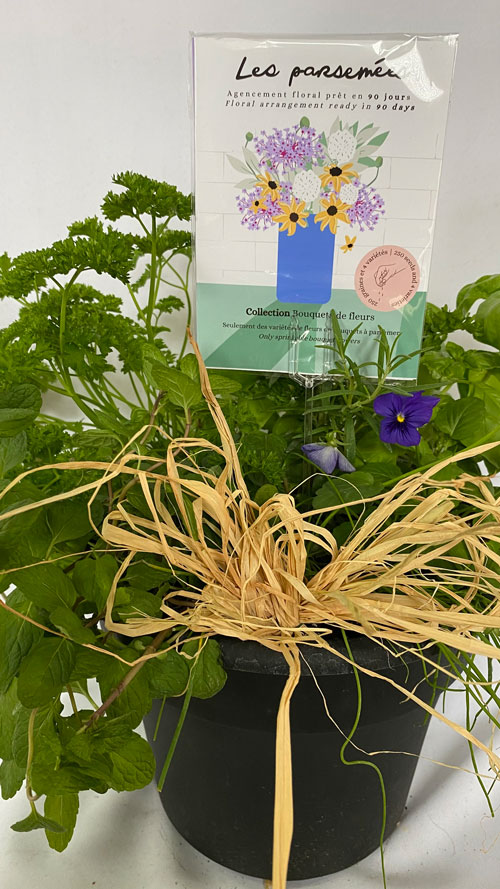 Pot De Fines Herbes, Semences Les Parsemées